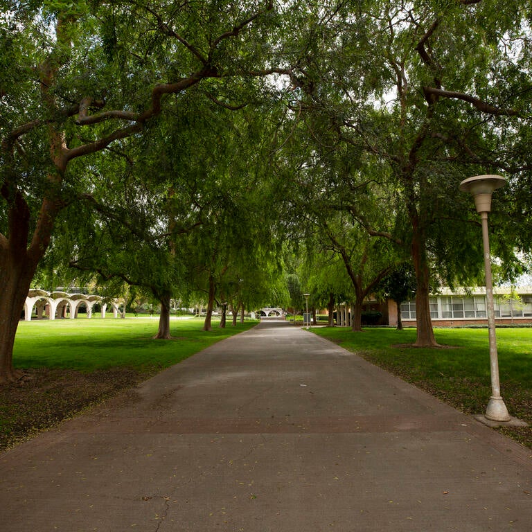A walking bath is lined with green grass and lush green trees